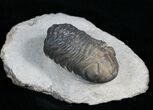 Detailed Phacops Trilobite From Morocco #4231-2
